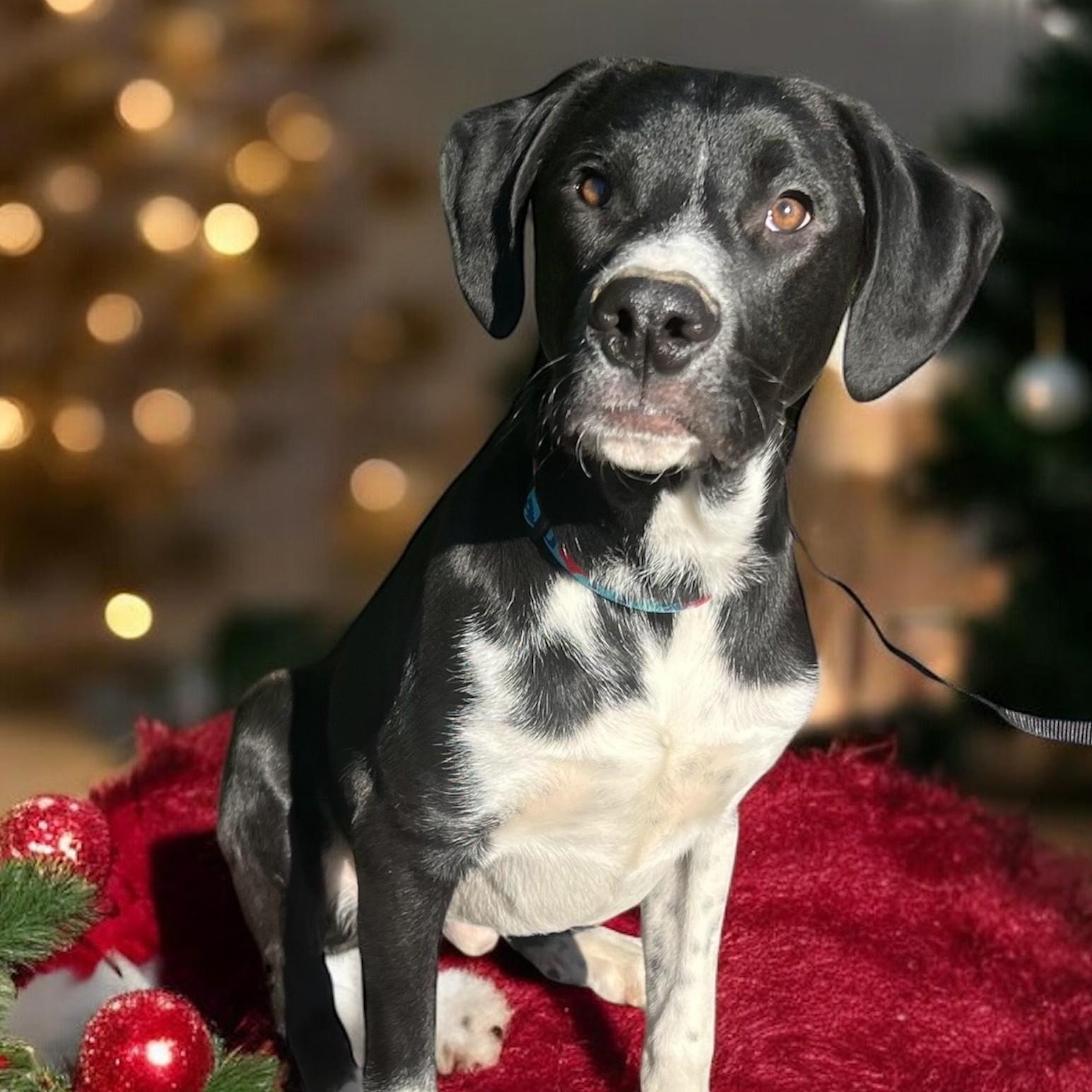 Toby, a ADOPTABLE mixed breed image 1/4