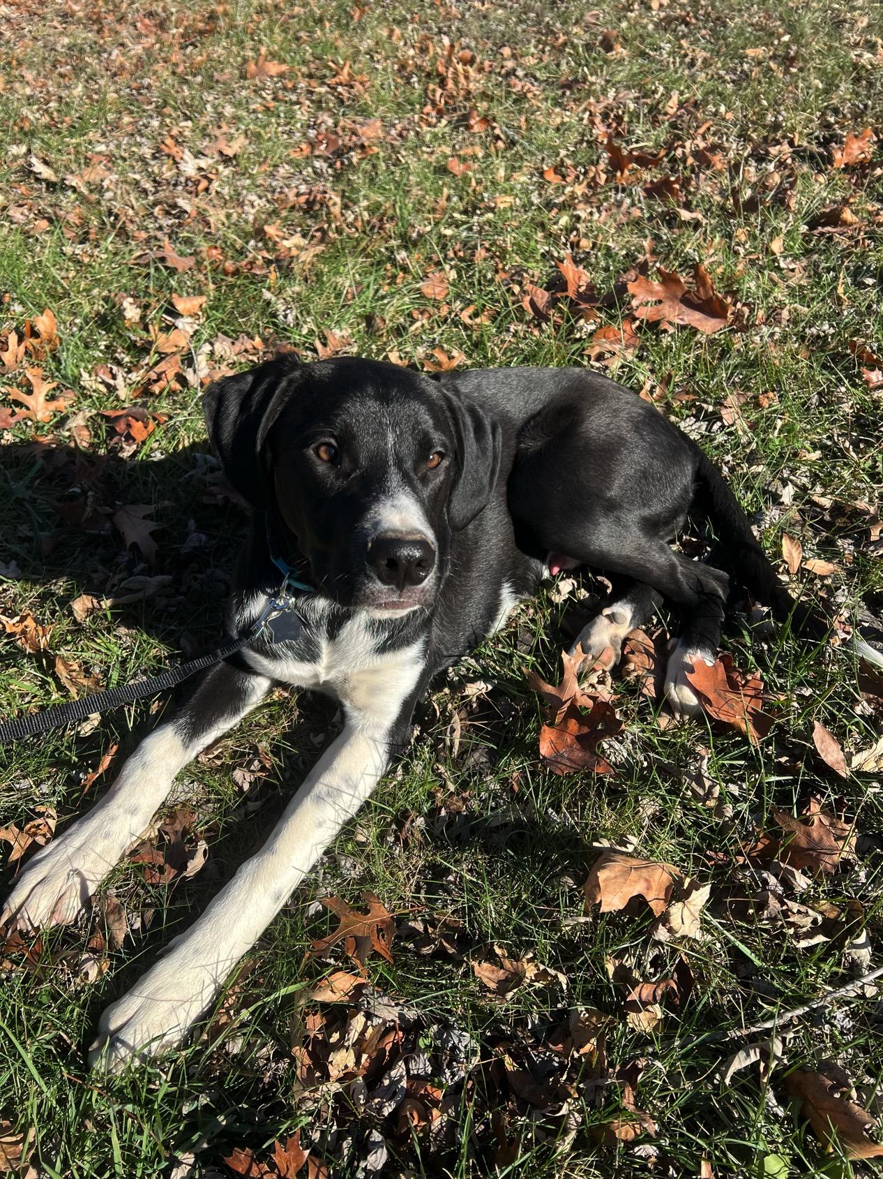 Toby, a ADOPTABLE mixed breed image 2/4