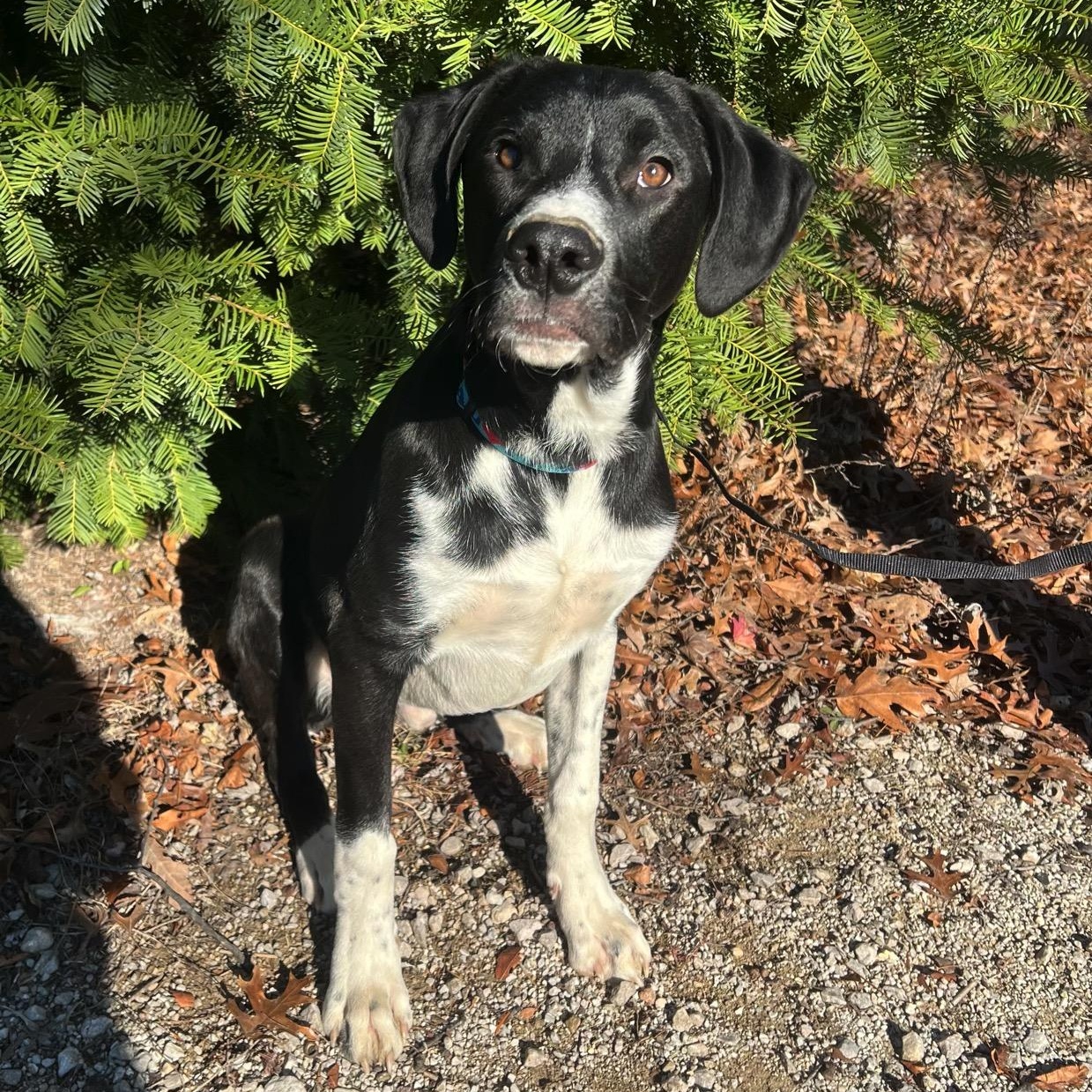 Toby, a ADOPTABLE mixed breed image 3/4