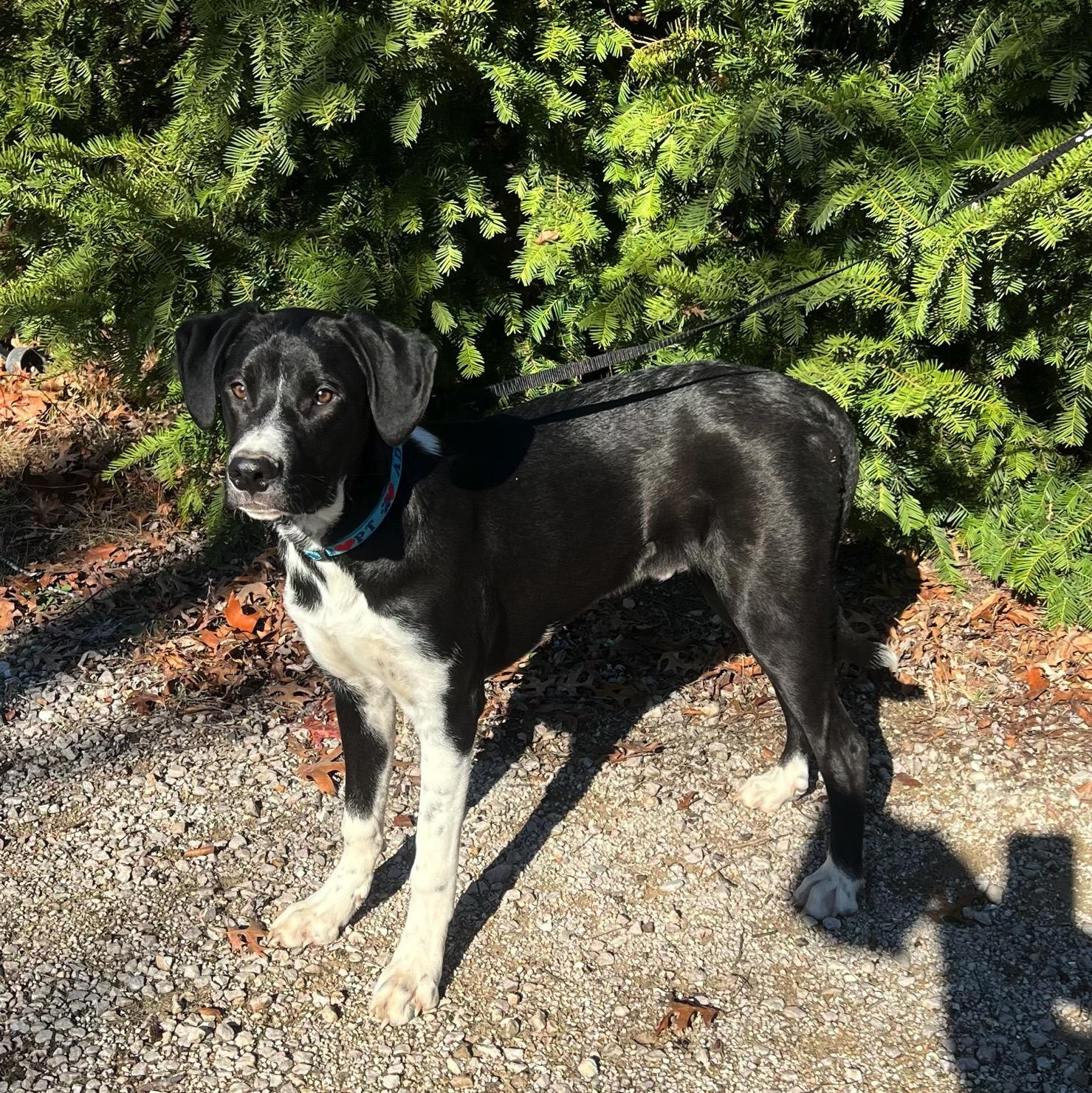 Toby, a ADOPTABLE mixed breed image 4/4
