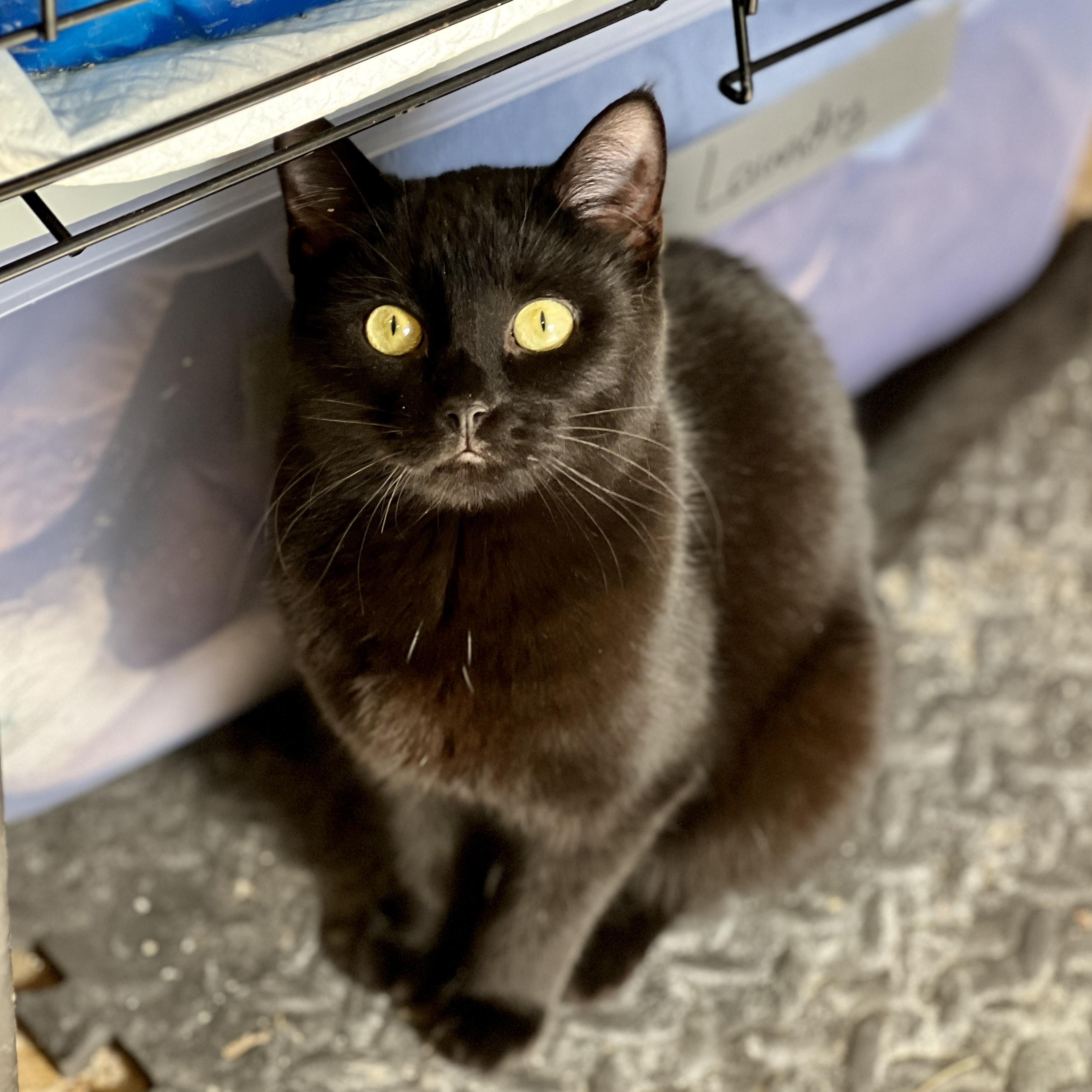 Enlarge Flo, a ADOPTABLE Domestic Short Hair in Waveland, IN image 1/1