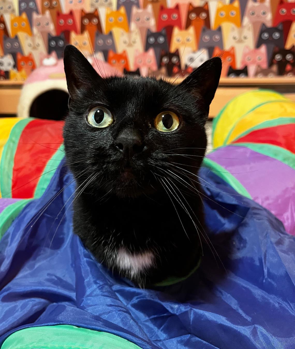 Enlarge Lola, a Adoptable Domestic Short Hair in Lincoln University, PA image 1/1