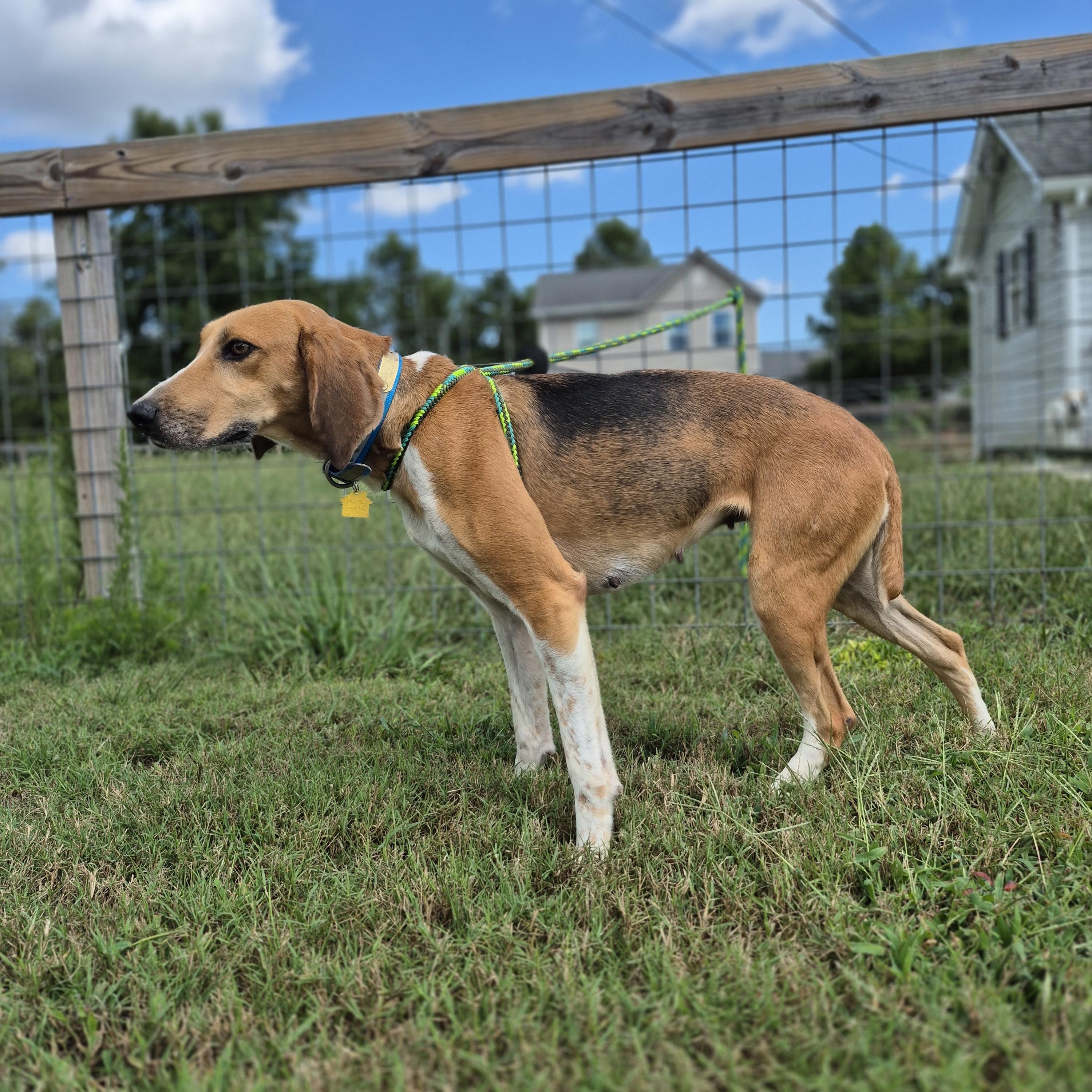 Howlena, a Adoptable American Foxhound in Chesapeake, VA image 3/4