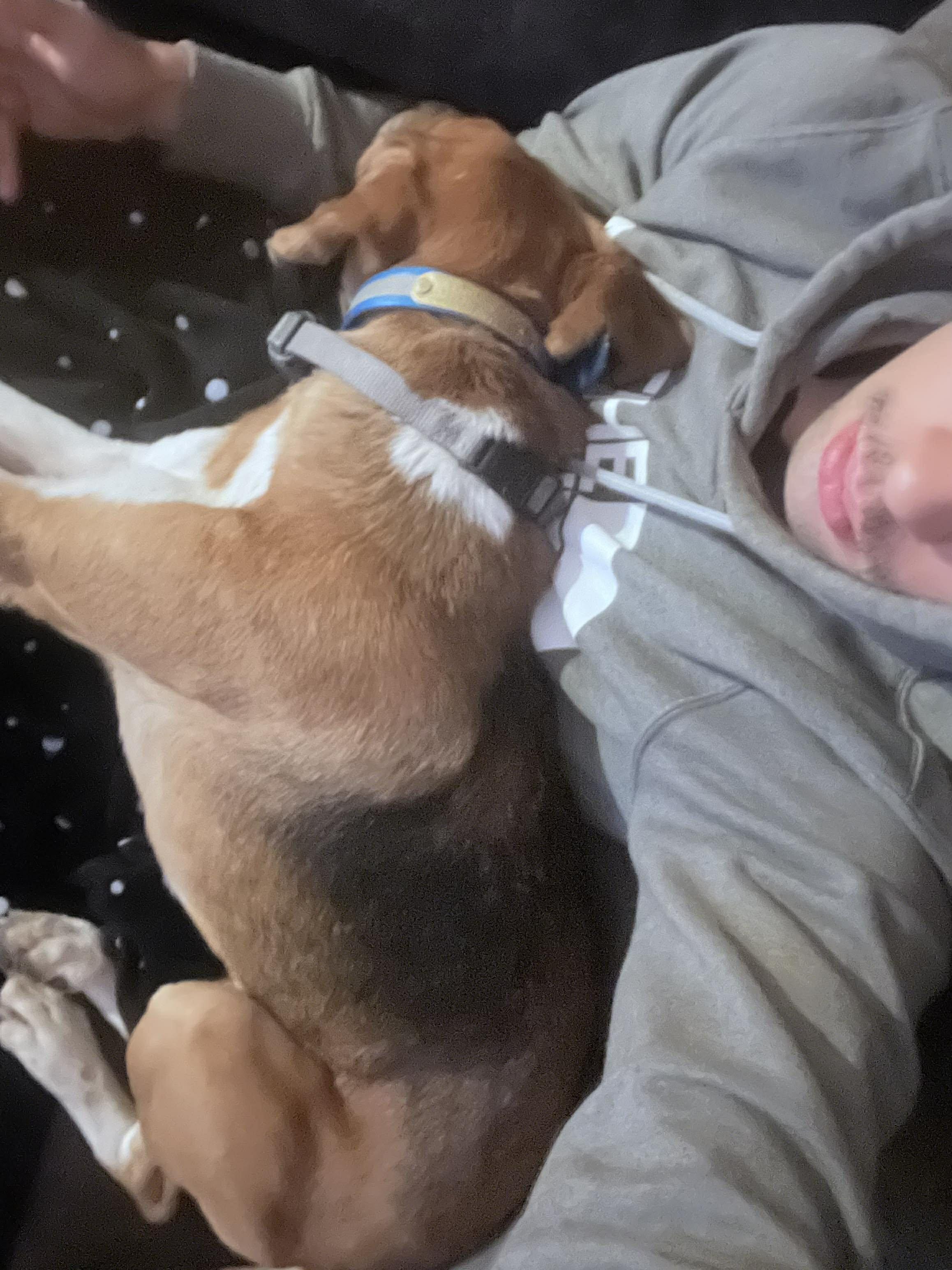 Howlena, a Adoptable American Foxhound in Chesapeake, VA image 1/4