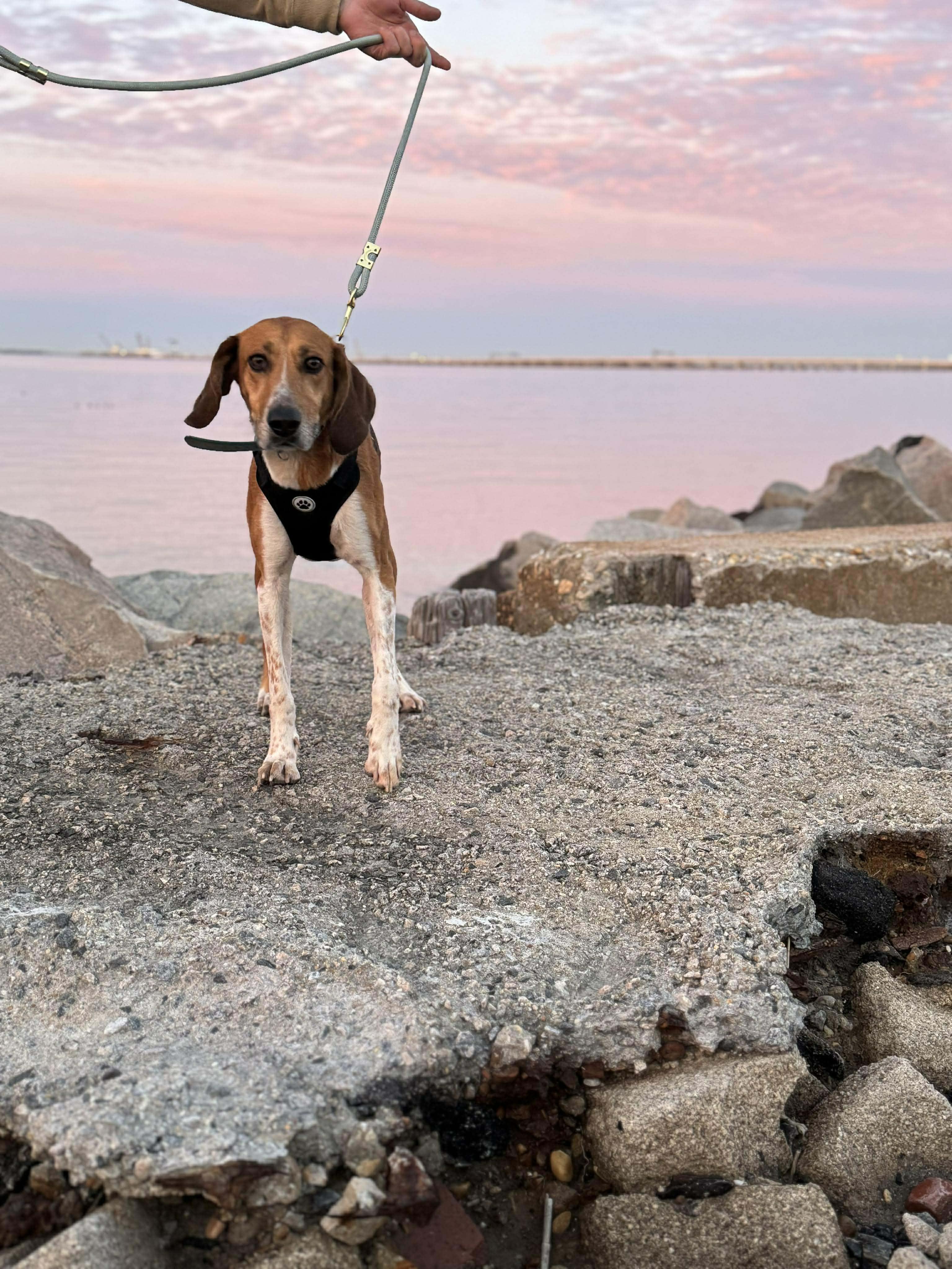 Howlena, Adoptable, Adult Female American Foxhound.