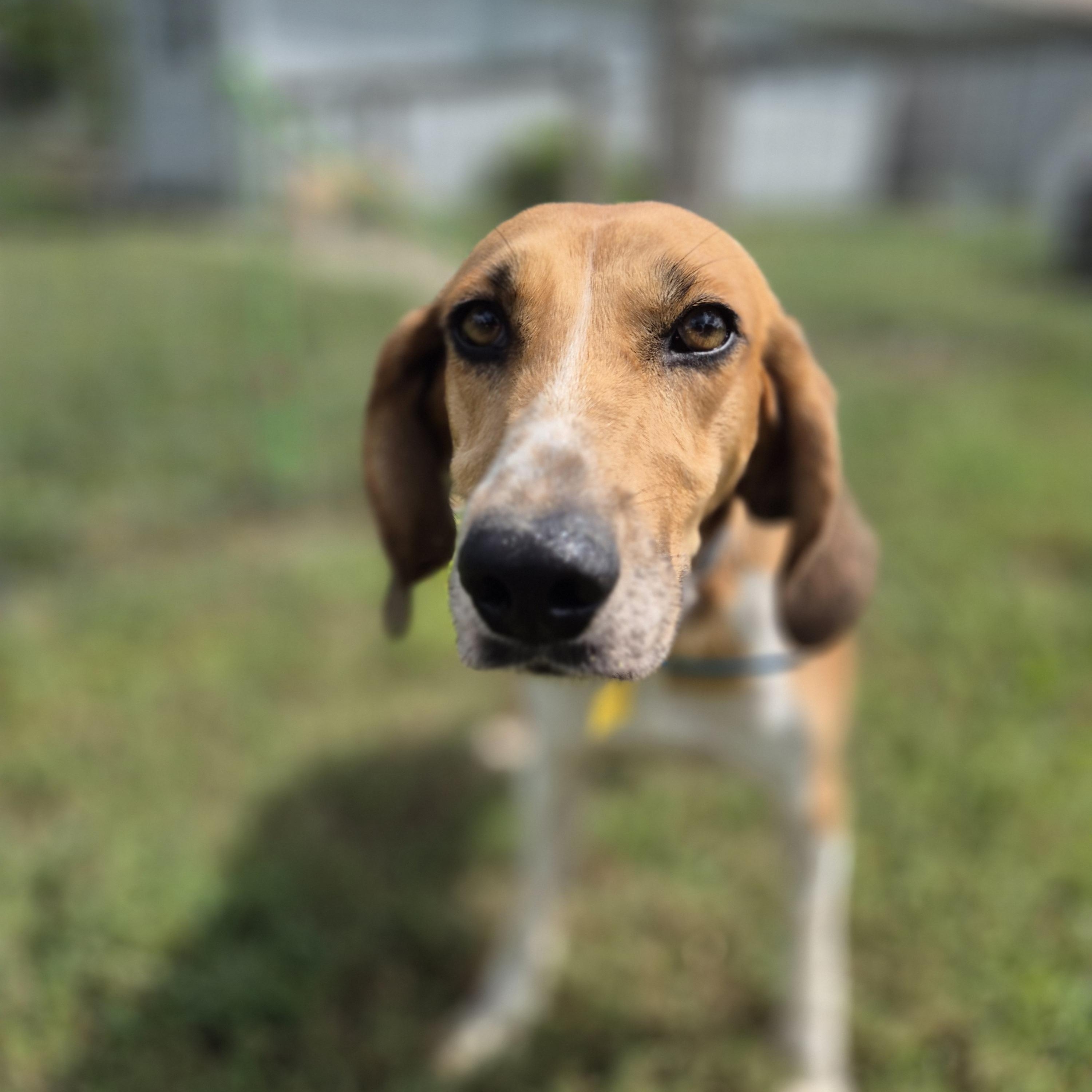 Howlena, a Adoptable American Foxhound in Chesapeake, VA image 4/4