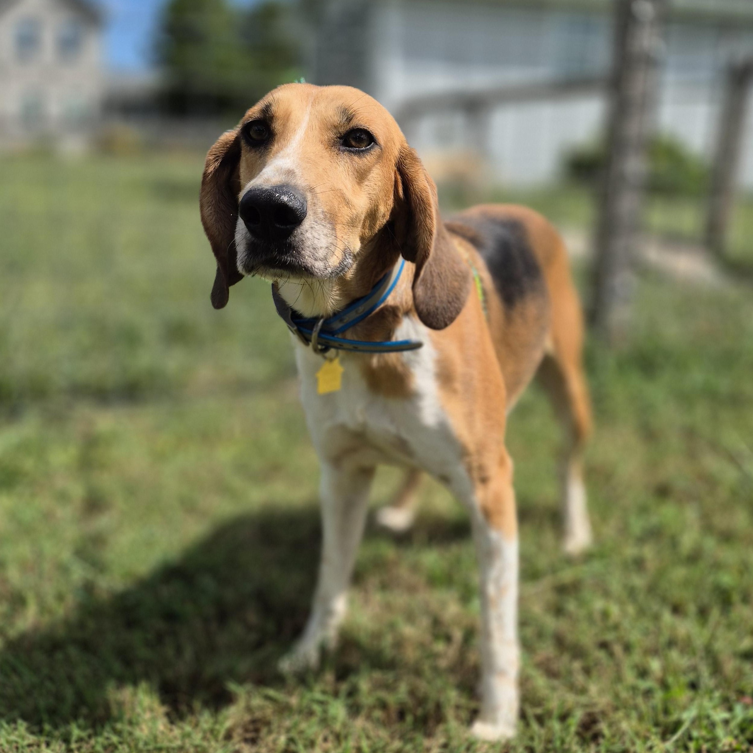 Howlena, Adoptable, Adult Female American Foxhound.