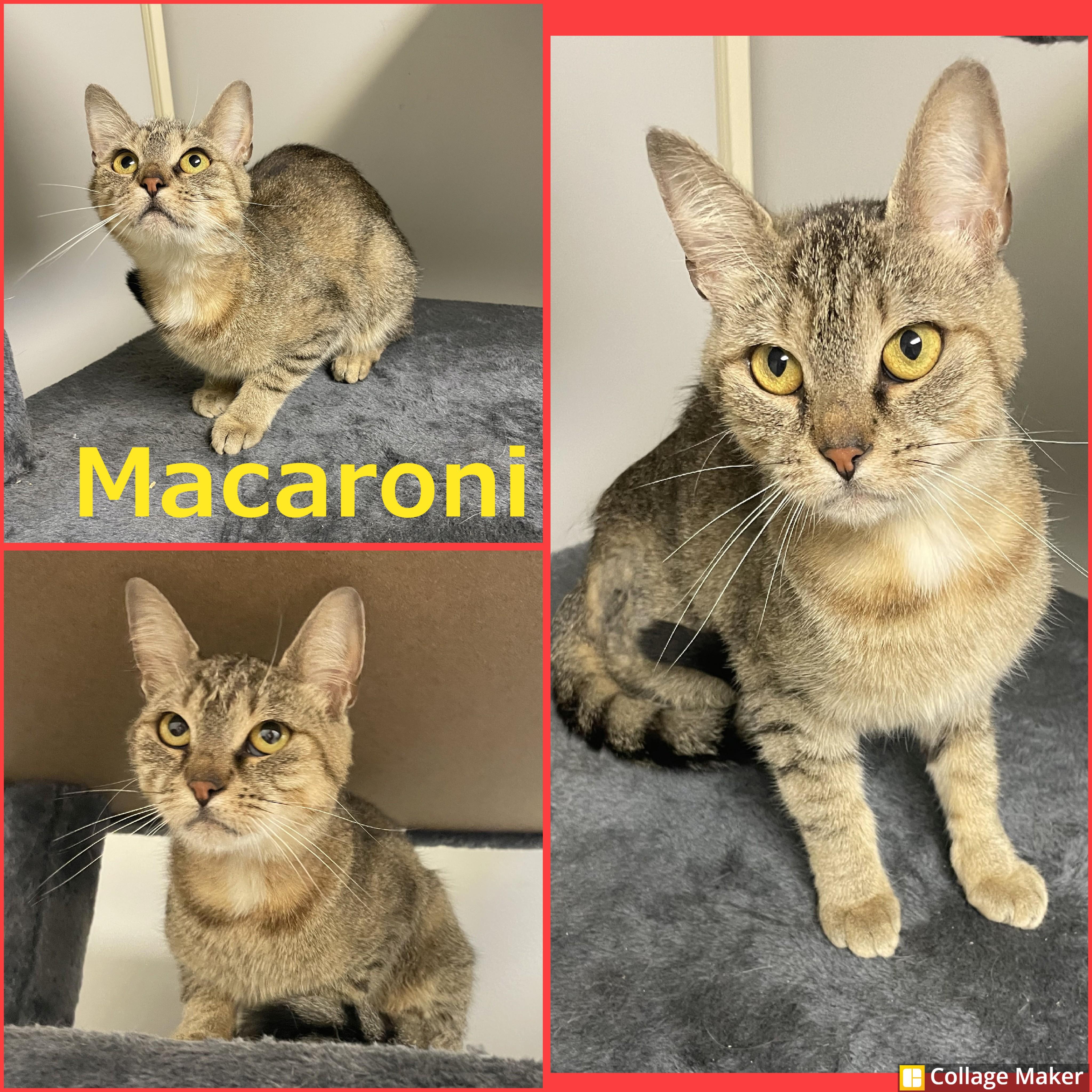 Macaroni, Adoptable, Adult Female Domestic Short Hair.