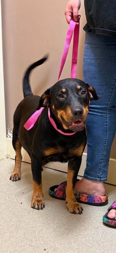 Enlarge Dottie, a Adoptable Rottweiler in Walnutport, PA image 1/1