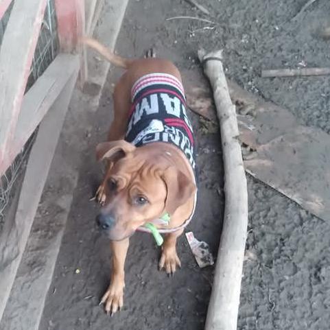 Titus, Adoptable, Senior Male Beagle & Pit Bull Terrier.