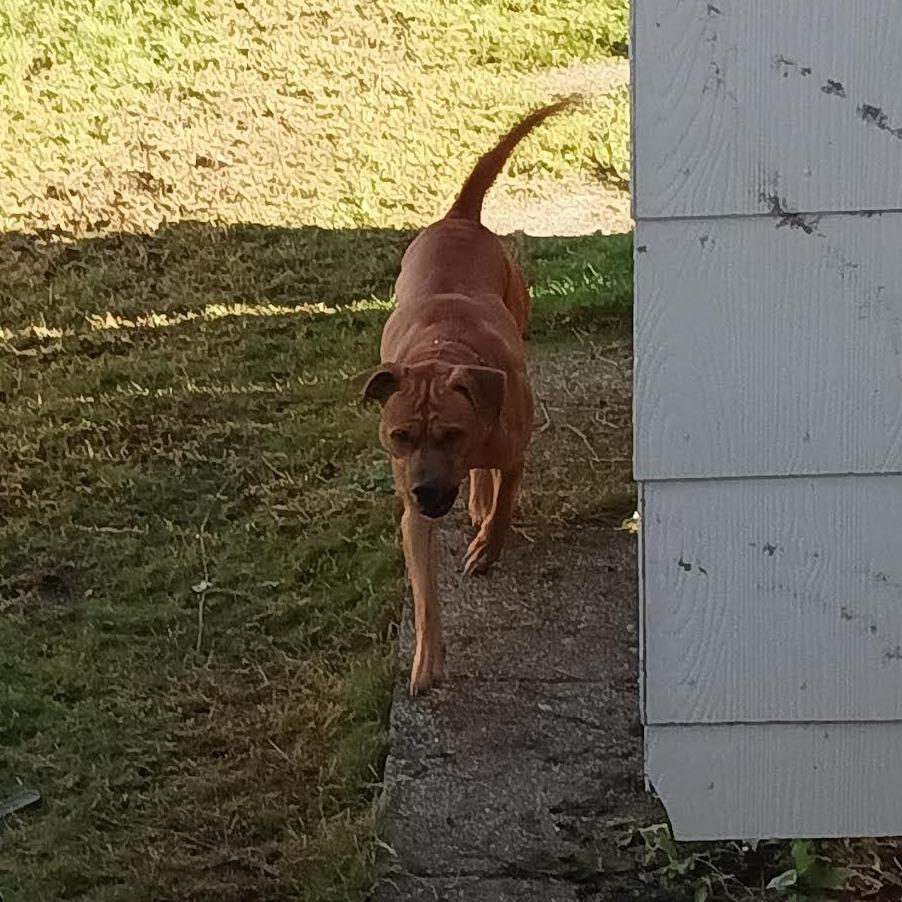Enlarge Titus, a Adoptable mixed breed in Bellingham, WA image 3/4