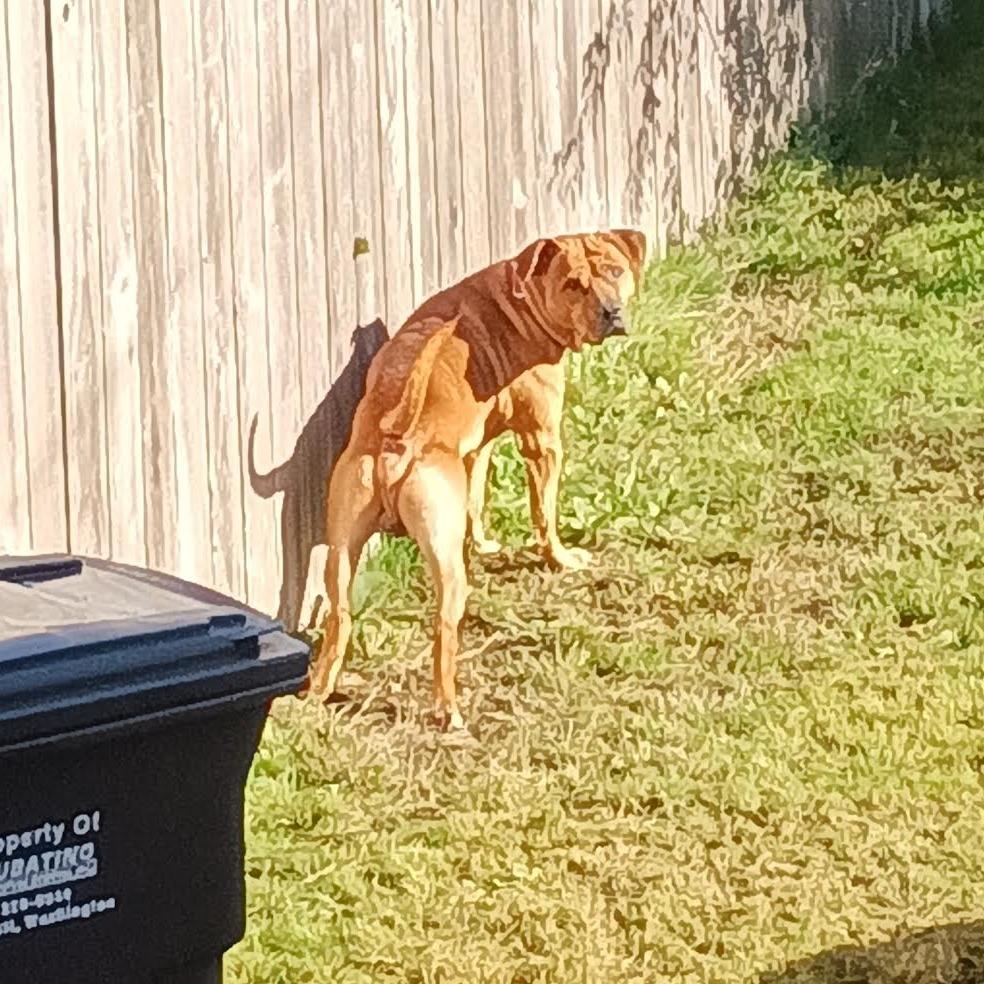 Enlarge Titus, a Adoptable mixed breed in Bellingham, WA image 4/4
