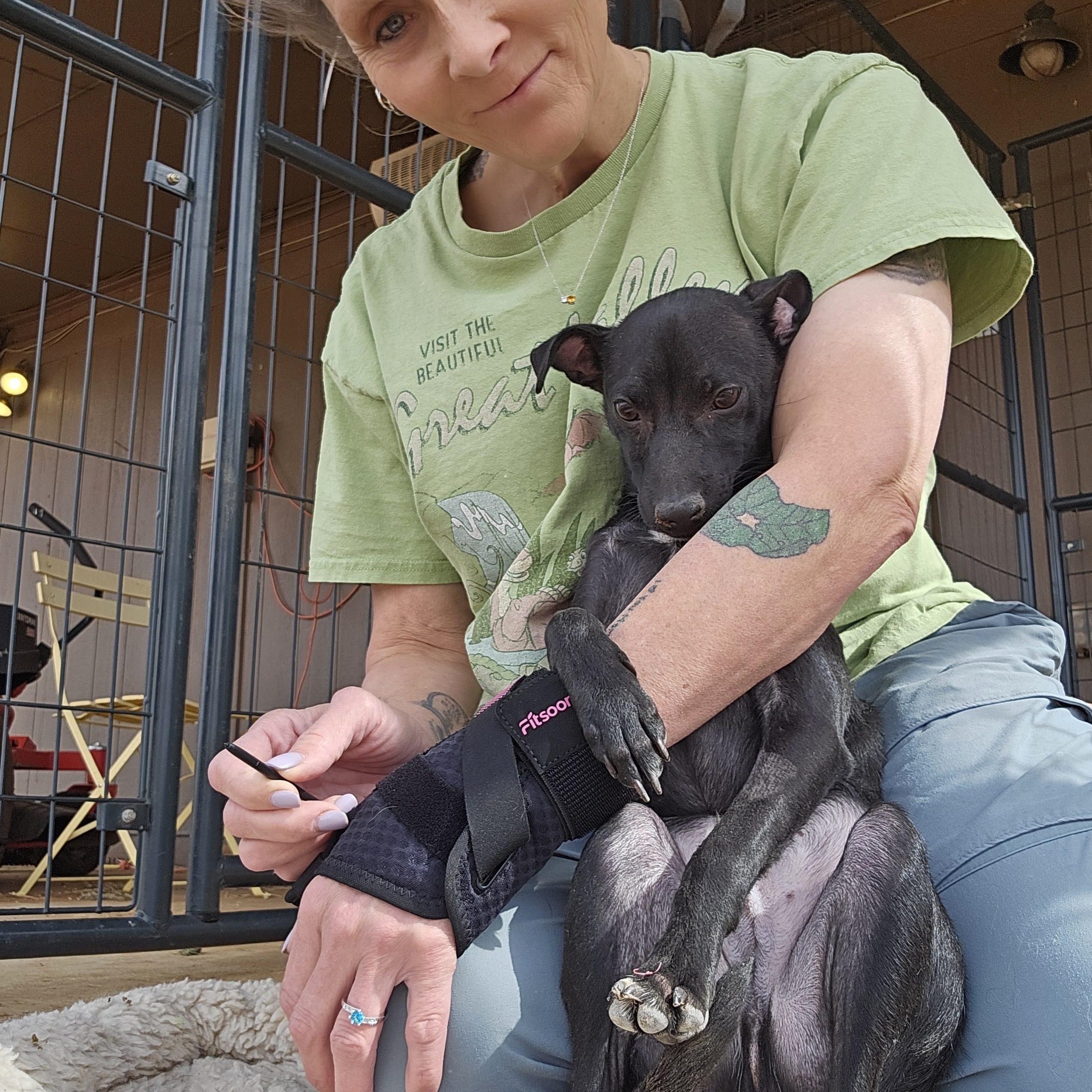 Sardine, adopted, Young Female Chihuahua & Whippet.