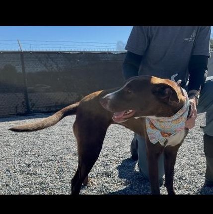 Fergie, Adoptable, Young Female Labrador Retriever.