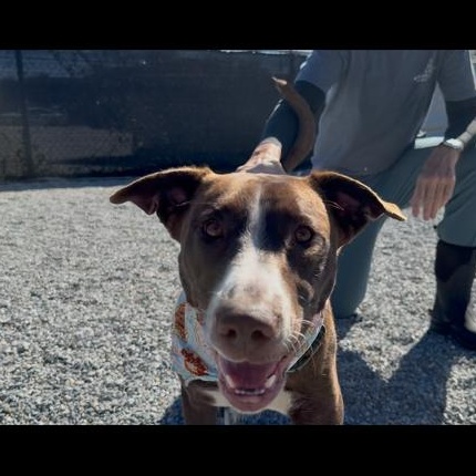 Fergie, an adopted mixed breed in Marion, NC image 2/4