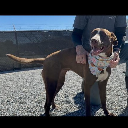 Fergie, an adopted mixed breed in Marion, NC image 3/4
