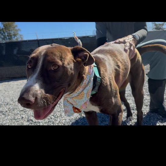 Fergie, an adopted mixed breed in Marion, NC image 4/4