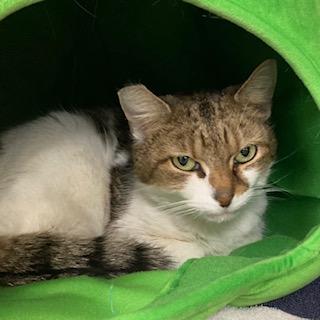 Mimi, Adoptable, Adult Female Domestic Short Hair & Domestic Short Hair.