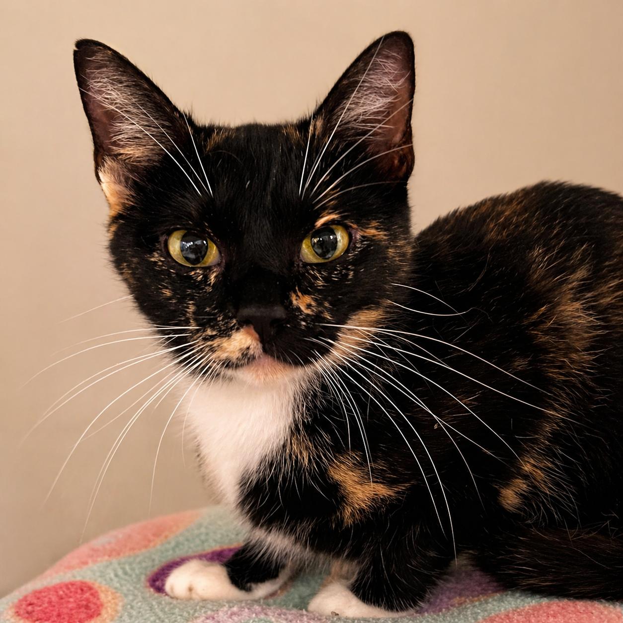 Enlarge Praline — Sweet, Curious, and Full of Quiet Love, a Adoptable mixed breed in Hillsboro, TX image 1/4