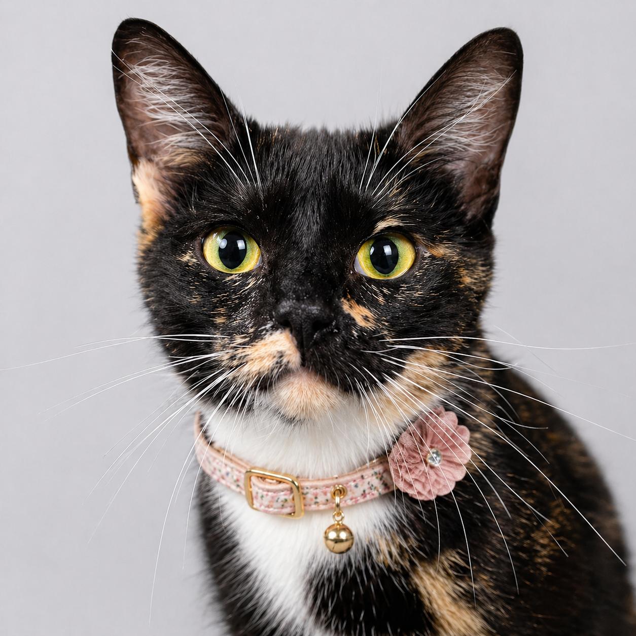 Enlarge Praline — Sweet, Curious, and Full of Quiet Love, a Adoptable mixed breed in Hillsboro, TX image 3/4
