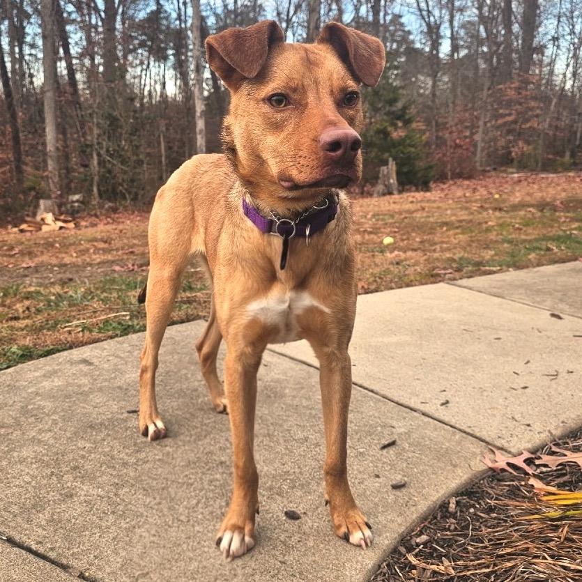 Enlarge Peanut, a Adoptable Mixed Breed in Fredericksburg, VA image 1/5