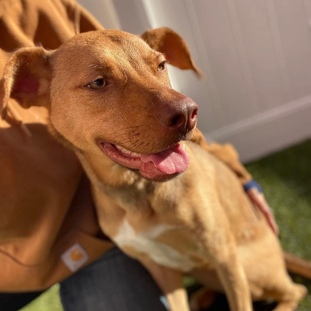 Enlarge Peanut, a Adoptable Mixed Breed in Fredericksburg, VA image 1/6