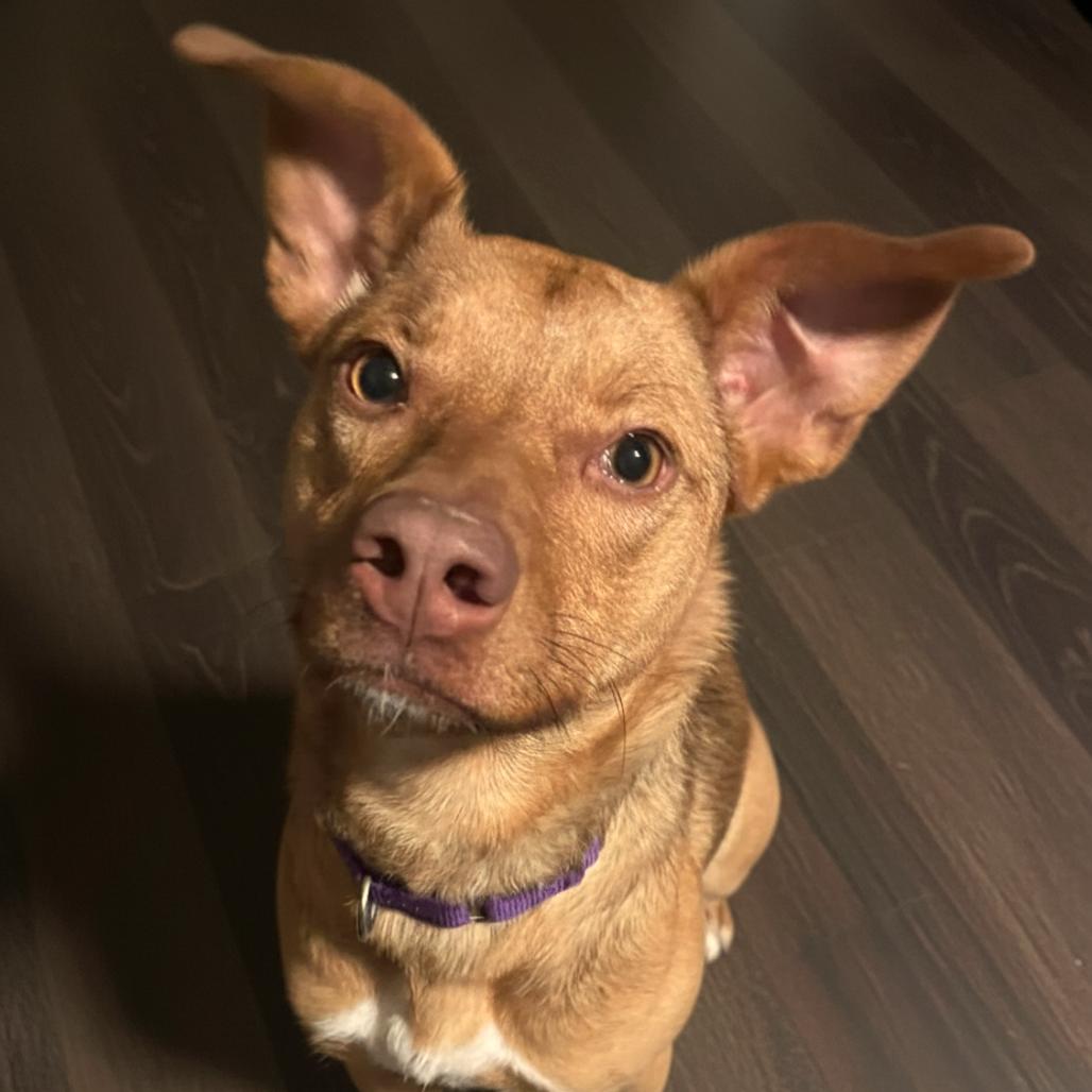 Enlarge Peanut, a Adoptable Mixed Breed in Fredericksburg, VA image 2/6