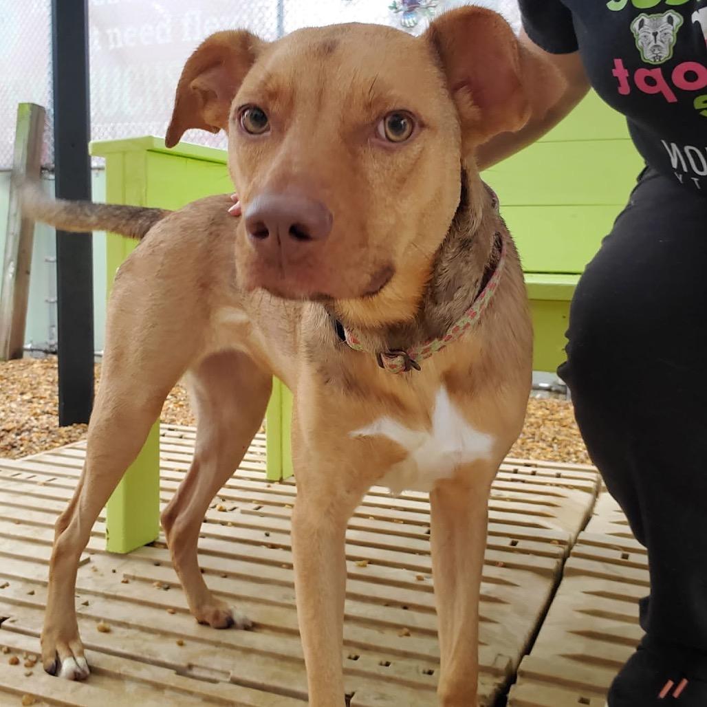 Enlarge Peanut, a Adoptable Mixed Breed in Fredericksburg, VA image 2/6