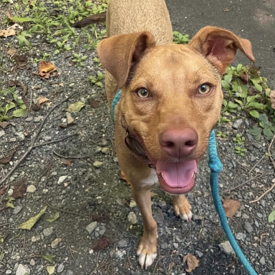 Peanut, Adoptable, Adult Female Mixed Breed.
