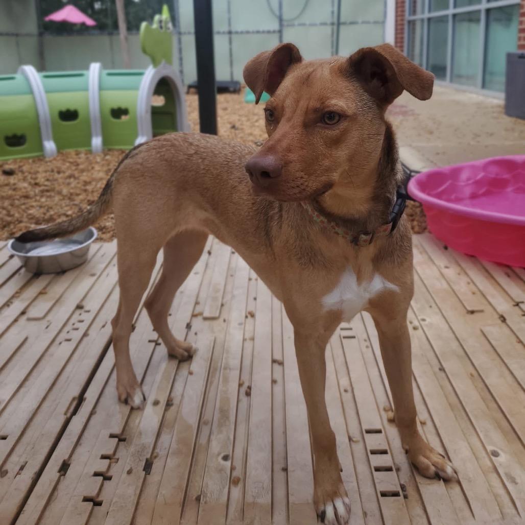 Enlarge Peanut, a Adoptable Mixed Breed in Fredericksburg, VA image 4/6