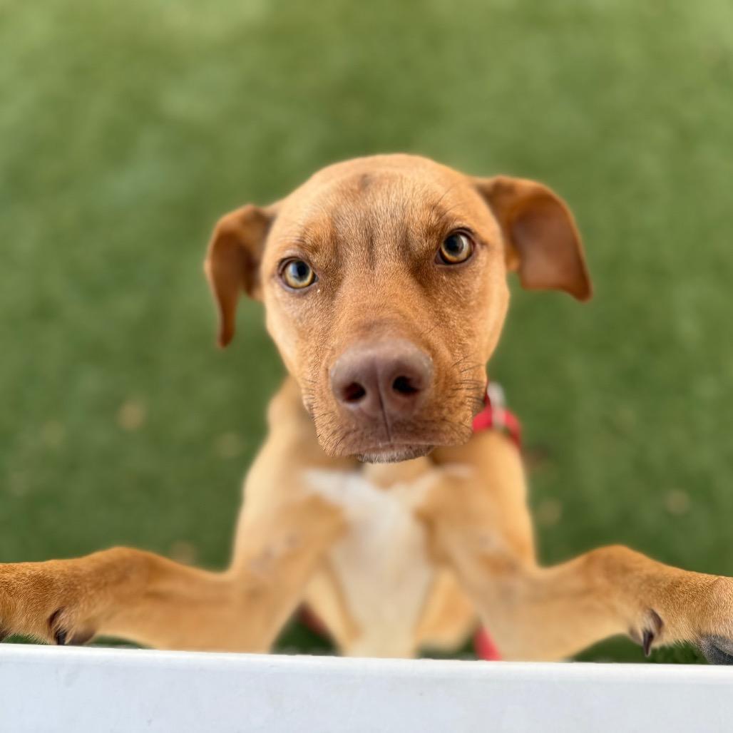 Enlarge Peanut, a Adoptable Mixed Breed in Fredericksburg, VA image 3/5
