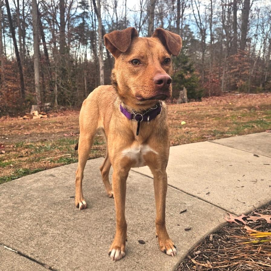 Enlarge Peanut, a Adoptable Mixed Breed in Fredericksburg, VA image 4/6