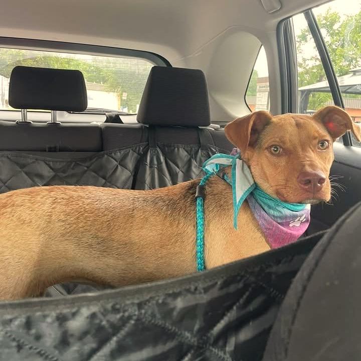 Enlarge Peanut, a Adoptable Mixed Breed in Fredericksburg, VA image 4/5