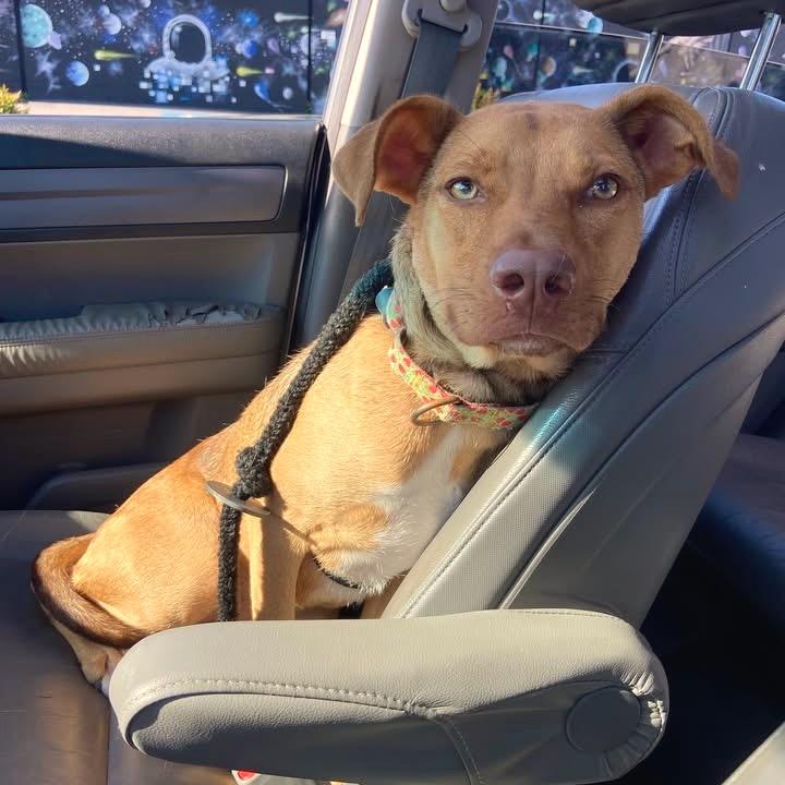 Enlarge Peanut, a Adoptable Mixed Breed in Fredericksburg, VA image 5/6