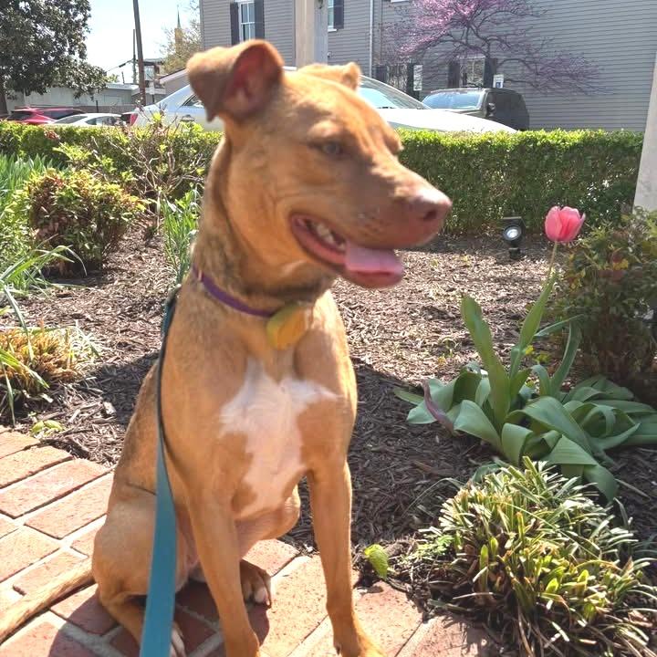 Peanut, a Adoptable Mixed Breed in Fredericksburg, VA image 2/2