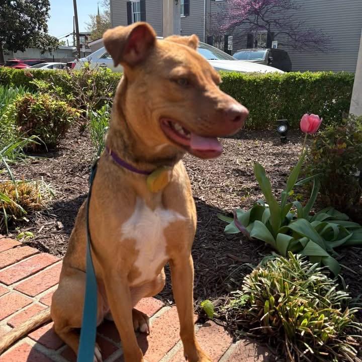 Peanut, a Adoptable Mixed Breed in Fredericksburg, VA image 3/5