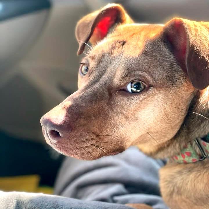 Enlarge Peanut, a Adoptable Mixed Breed in Fredericksburg, VA image 6/6