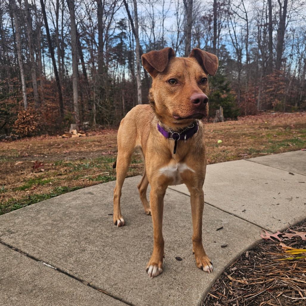 Enlarge Peanut, a Adoptable Mixed Breed in Fredericksburg, VA image 5/6
