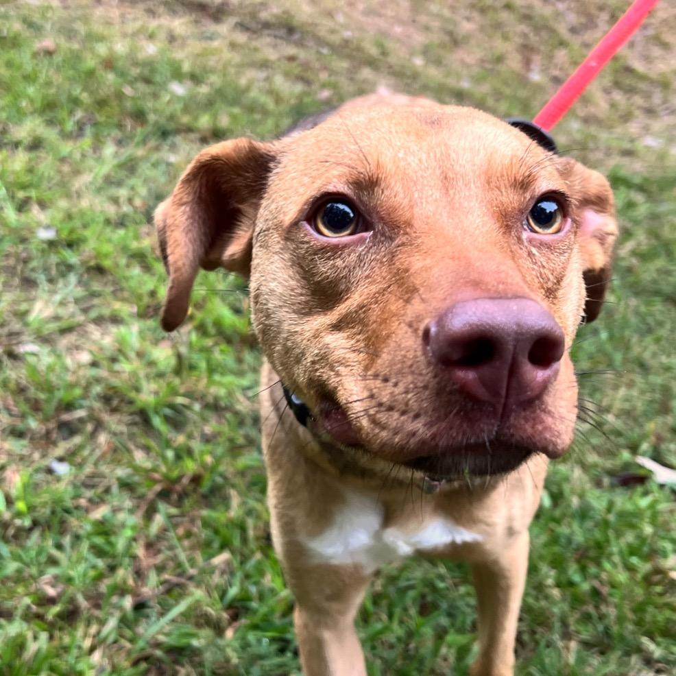 Enlarge Peanut, a Adoptable Mixed Breed in Fredericksburg, VA image 6/6