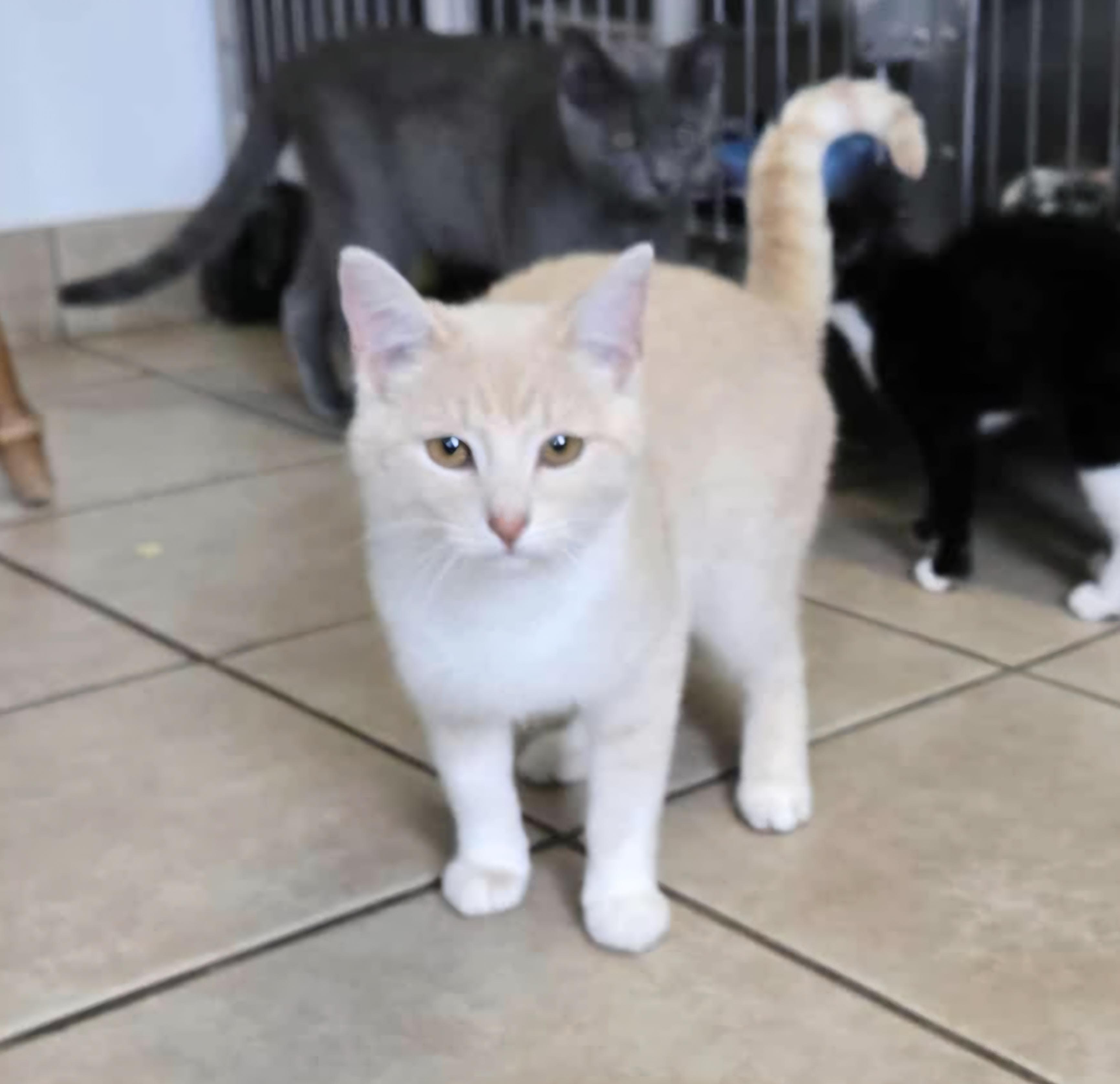 Artic, Young Male Domestic Short Hair