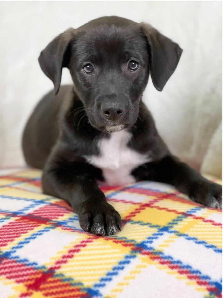 Wizard of Oz - Tin Man, Adoptable, Puppy Male Labrador Retriever & Mixed Breed.