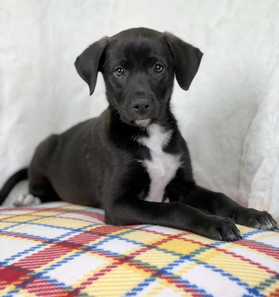 Wizard of Oz - Tin Man, a Adoptable mixed breed in Savage, MN image 2/4