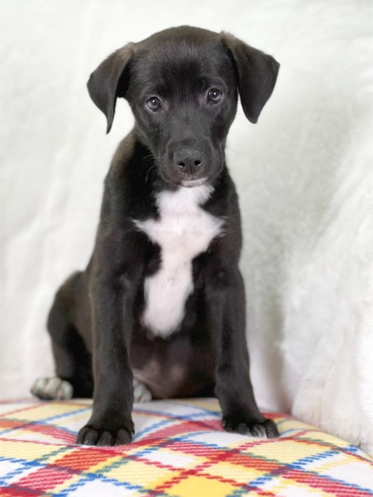 Wizard of Oz - Tin Man, a Adoptable mixed breed in Savage, MN image 3/4