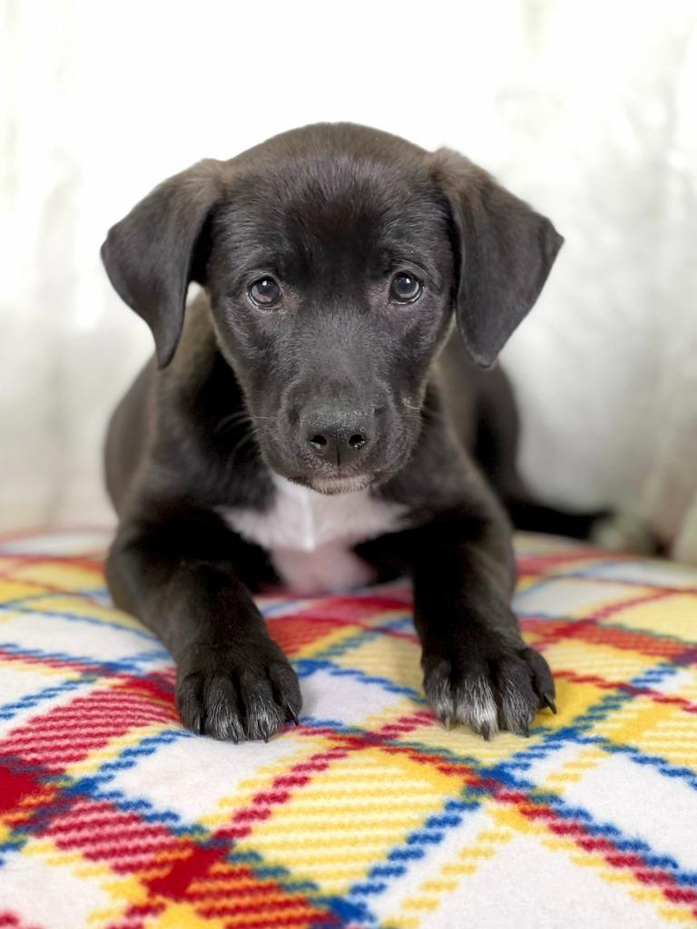 Wizard of Oz - Tin Man, a Adoptable mixed breed in Savage, MN image 4/4