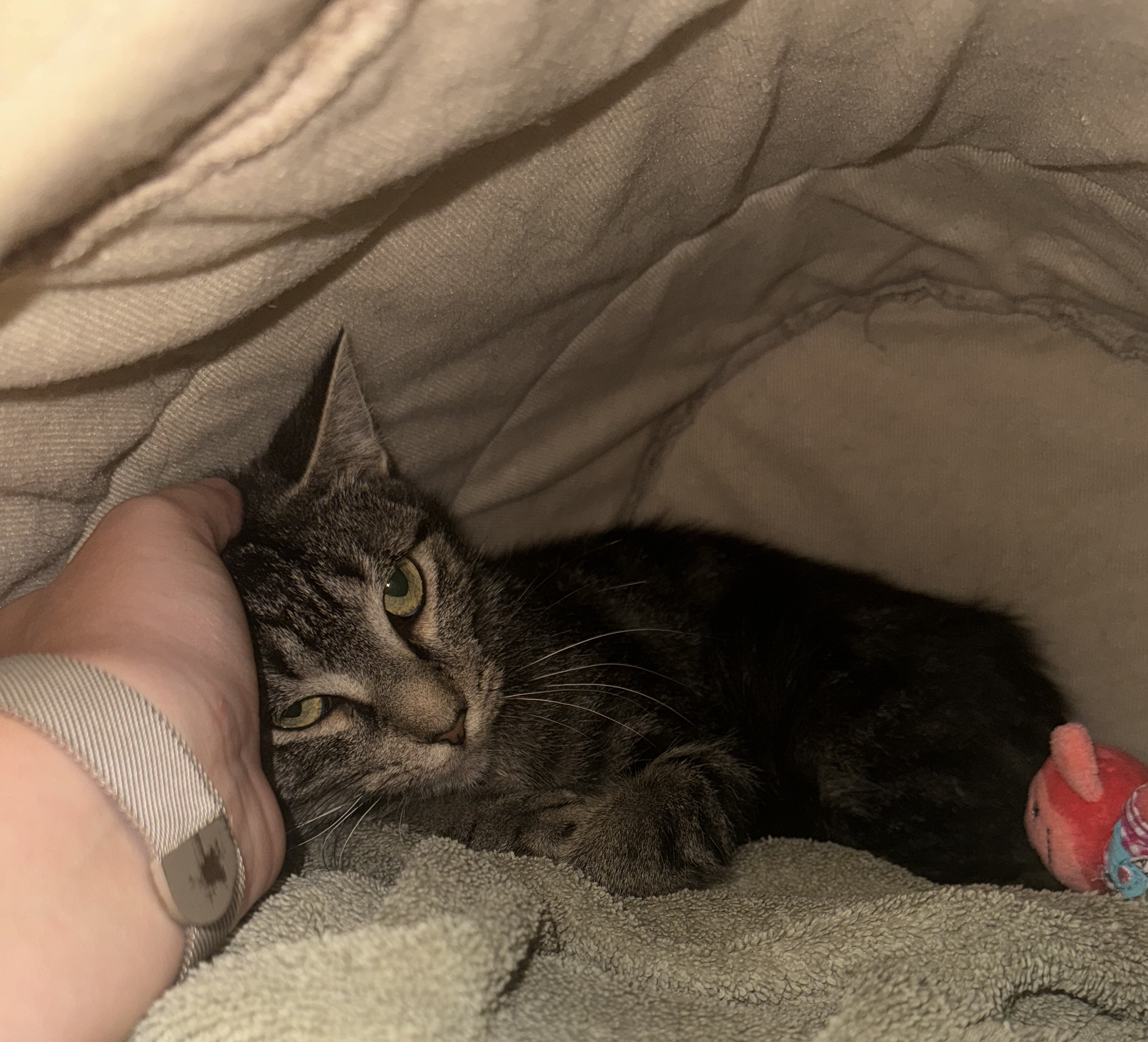 Augusta, a Adoptable Domestic Short Hair image 6/6