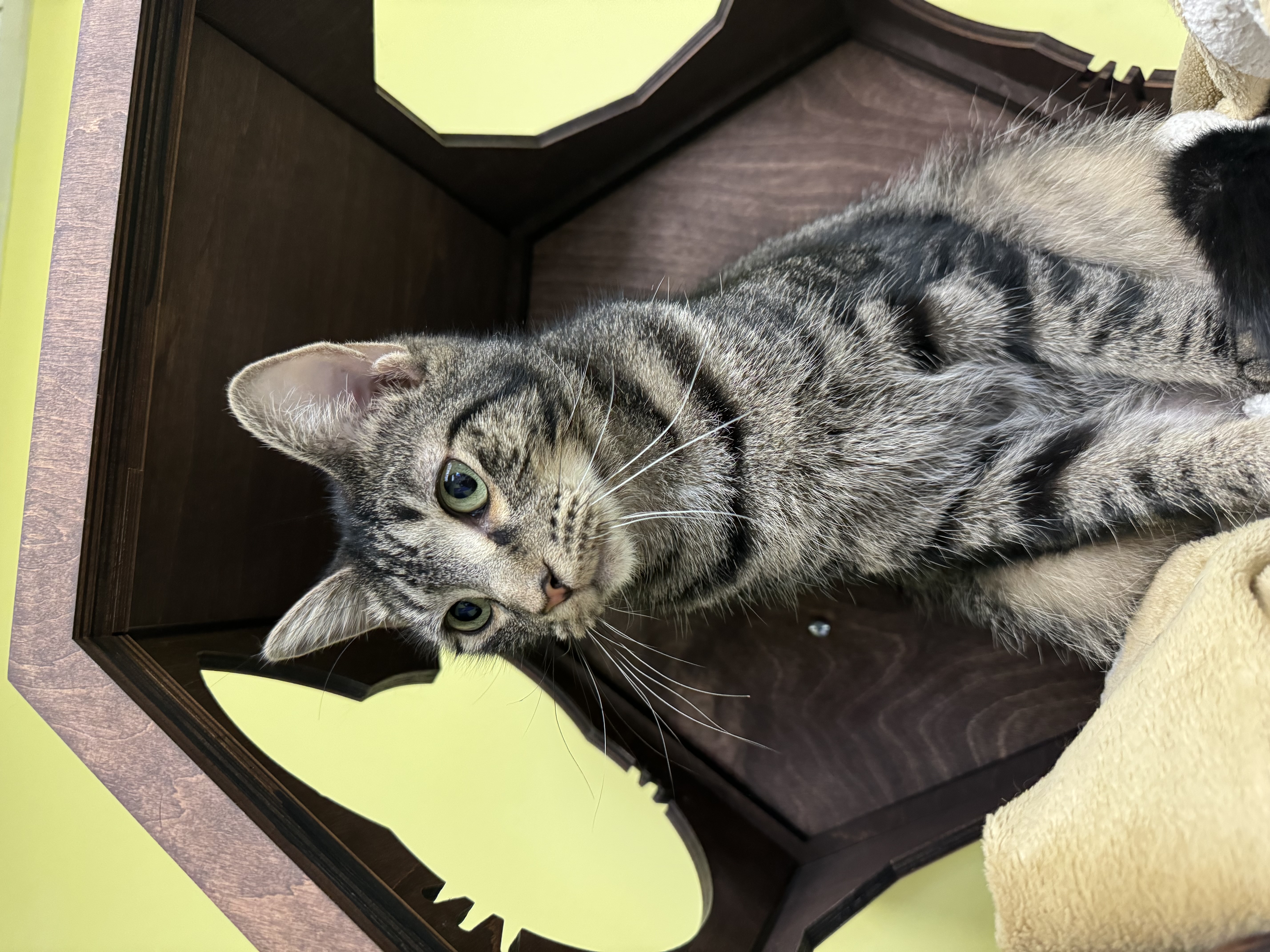 Augusta, a Adoptable Domestic Short Hair image 3/6