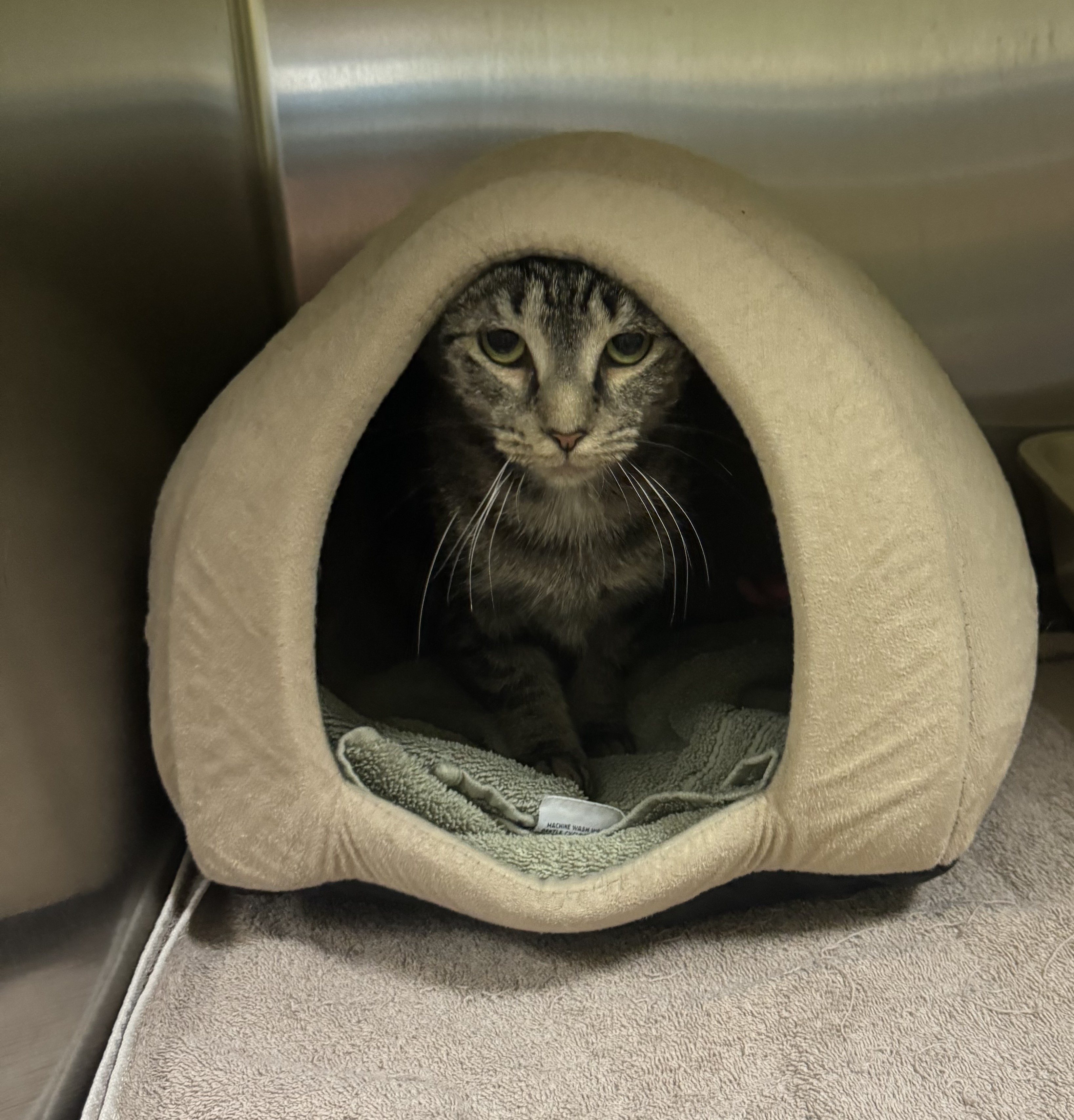 Augusta, a Adoptable Domestic Short Hair image 4/6