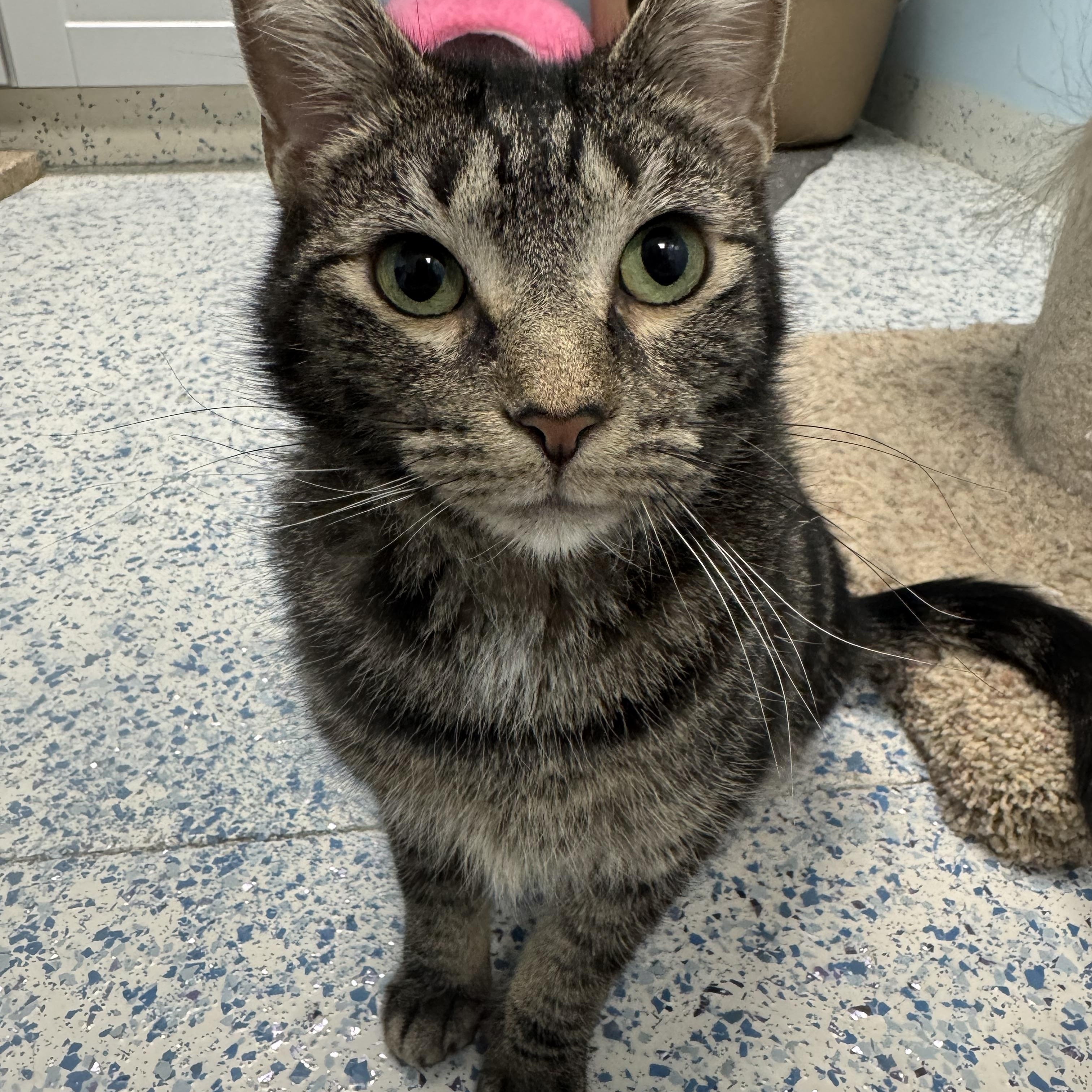 Augusta, a Adoptable Domestic Short Hair image 1/6