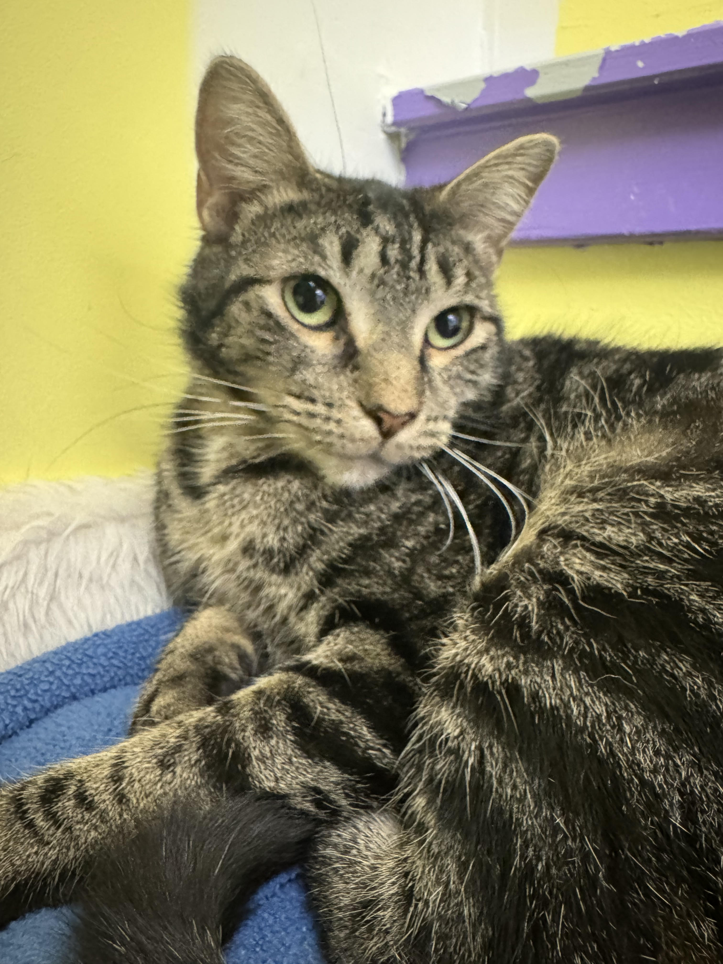 Augusta, a Adoptable Domestic Short Hair image 5/6