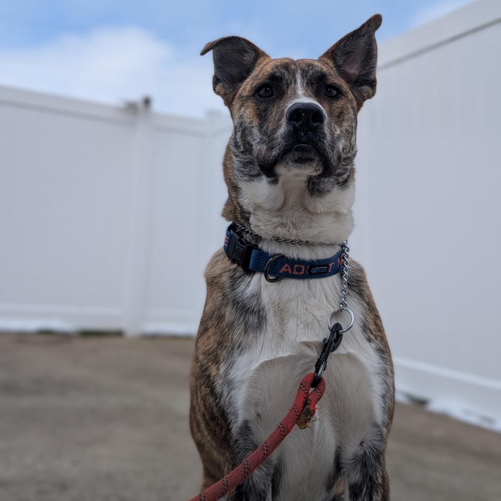 Sarge, Adoptable, Young Male German Shepherd Dog & English Bulldog.